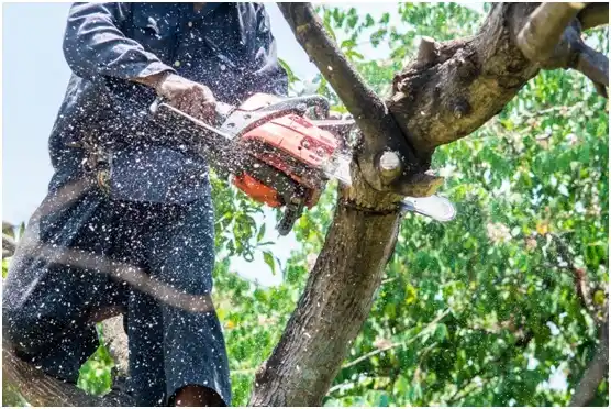 tree services Granite